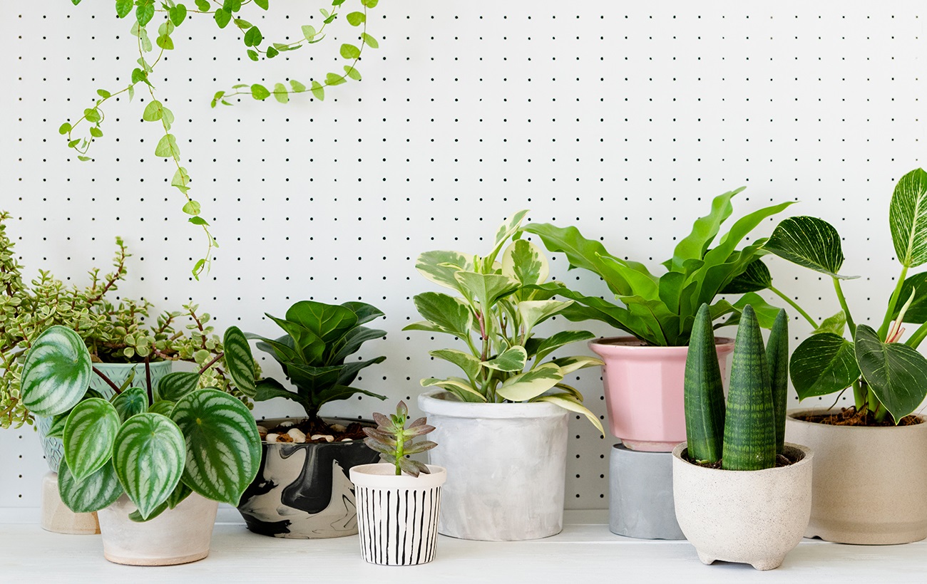 "Бурякова" вода для кімнатних рослин: як приготувати супердобриво